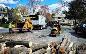 Professional Tree Removal and Landscaping Services in California Polytechnic State University, CA